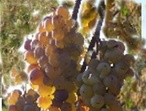 Arbois - Photo: leszinzinsduvin.com