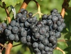Cabernet franc - Photo: Michel CRIVELLARO