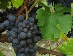 Cabernet sauvignon - Photo: Michel CRIVELLARO