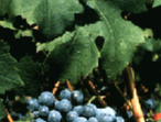 Carmenère