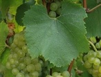 Chardonnay - Photo: Michel CRIVELLARO