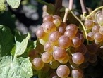 Photo Wikipédia cépage chasselas