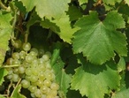 Chenin  - Photo: Michel CRIVELLARO