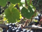Cot ou  Malbec - Photo: Château La Caminade - Cahors