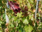 Gamay de Bouze - Photo Wikipédia 