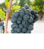 Gamay de Chaudenay - Photo Domaine du Buttay
