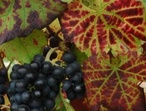 Gamay - Photo: Michel CRIVELLARO
