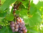 Grolleau gris - Photo  jimsloire.blogspot.com