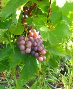 http://www.vinsvignesvignerons.com/var/plain_site/storage/images/cepages/grolleau-gris/6286-4-fre-FR/Grolleau-gris_large.jpg