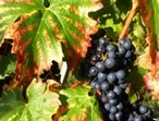 Grolleau - Photo  jimsloire.blogspot.com