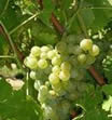 Mauzac