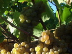Cépage Melon - Photo Château La Tarcière