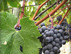 Merlot