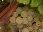 Merlot blanc