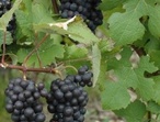 Pinot meunier - Photo : Michel CRIVELLARO 