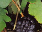 Négrette