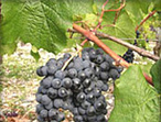 Petit verdot