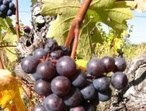 Pineau d'Aunis - Photo: Jim's Loire blogspot.