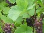 Pinot gris - Photo: Michel CRIVELLARO