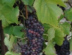 Pinot noir - Photo: Michel CRIVELLARO