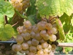 Romorantin - Photo Domaine des Huards - Cour-Cheverny