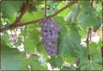 Photo: Jean Boutin - Domaine Le Grand Fé - Le Poirier - 44310 La Limouzinière - Vins de pays les Jardins de la France