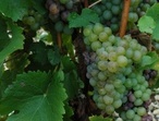 Sauvignon - Photo: Michel CRIVELLARO