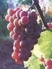 Savagnin rose