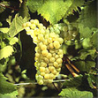 Sémillon