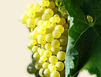 Ugni blanc