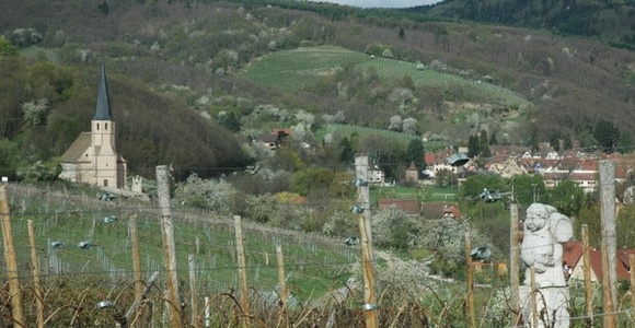  Vue depuis les vignobles sur le village d'Andlau - Statue de Saint-Vincent, patron des vignerons, au milieu des vignes.