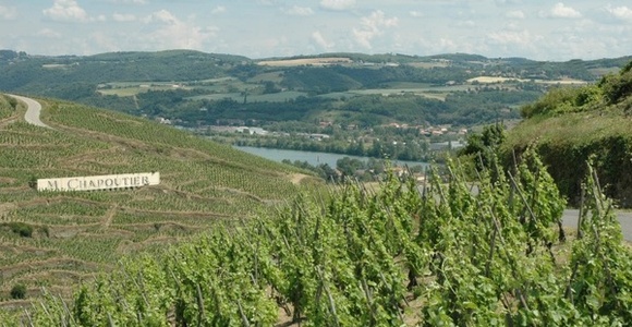 Vignoble de Côte-Rôtie surplombant le Rhône sur les hauteurs du village d'Ampuis.