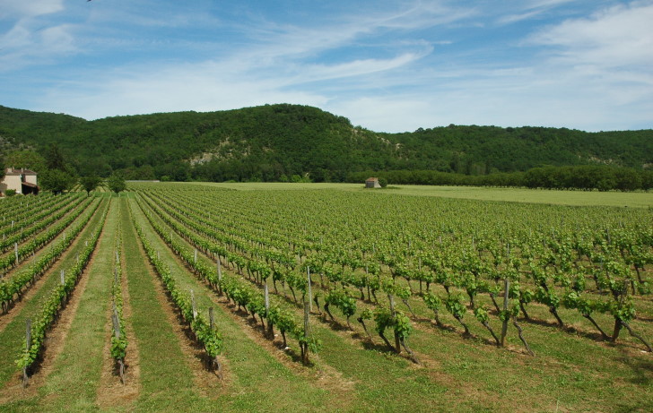 Albas -  Vignoble de Cahors sur les terrasses alluviales du Lot - © M.CRIVELLARO
