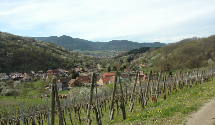 Albé - Le vignoble au dessus du village - Photo Michel CRIVELLARO