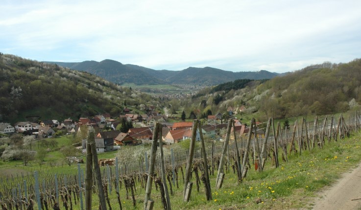 Albé - Le vignoble au dessus du village - Sol composé de schistes de Villé - © M.CRIVELLARO