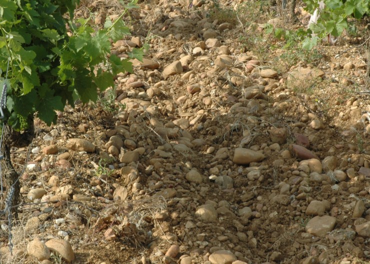 Alluvions fluviatiles charriés par le Rhône - Gros galets roulés sur sous-sol de sédiments calcaires - Vignoble de Châteauneuf-du-Pape - Photo Adrien CRIVELLARO