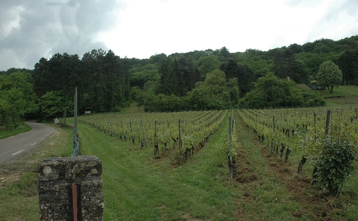 Ancy-sur-Moselle - Les vignes du Domaine Les Béliers -  © M.CRIVELLARO