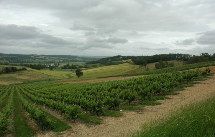 Auvillar - Vignobles du Bruhlois et cultures céréalières - © M.CRIVELLARO