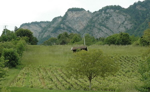 Ayze - Vignoble sur les contreforts des Préalpes du Chablais - © M.CRIVELLARO