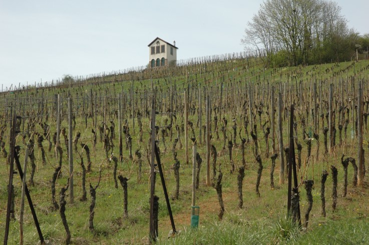 Barr - Grand Cru du Kirchberg de Barr - Chapelle Saint Martin -Photo Michel CRIVELLARO