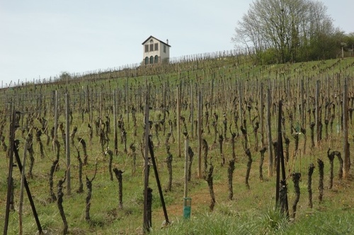 Barr - Grand Cru du Kirchberg de Barr - Chapelle Saint Martin -Photo Michel CRIVELLARO