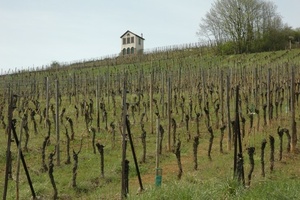 Barr - Grand Cru du Kirchberg de Barr - Chapelle Saint Martin - © M.CRIVELLARO