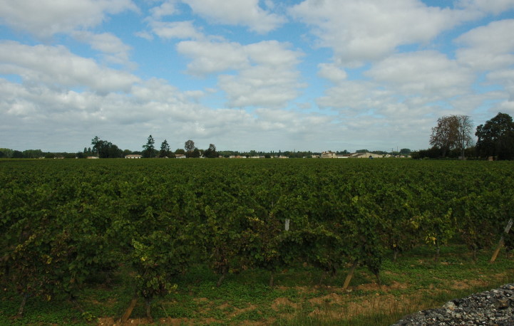 Barsac - Vignes sur sol rougeâtre - Photo Michel CRIVELLARO 