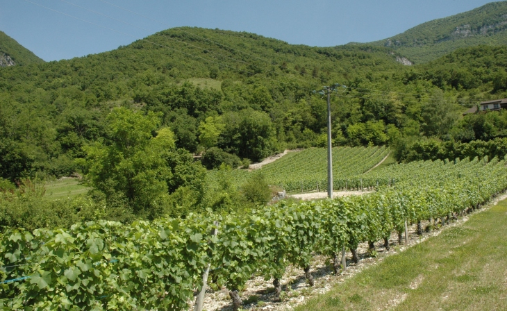 Béon - Les vignes sont éparpillées au milieu des cultures dans le village de Béon - © M.CRIVELLARO
