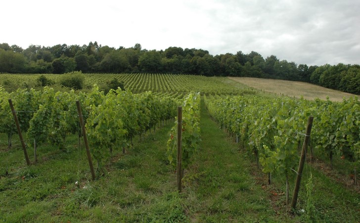 Billy-sous-les-Côtes - Les vignes du Domaine de Montgrignon sur le front de côte en pente douce - © M.CRIVELLARO