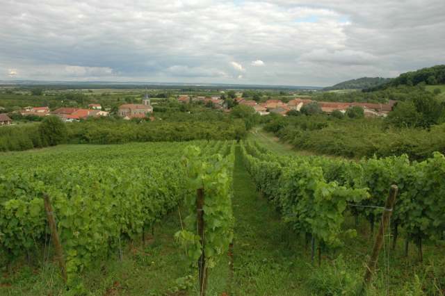 Billy-sous-les-Côtes, Domaine de Montgrignon, Vignobles, Mirabelliers et vue du village au bas des côtes, Photo Michel CRIVELLARO