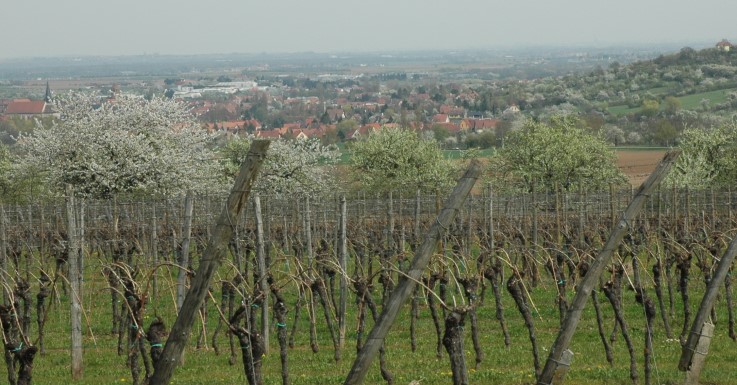 Rosheim - Vignoble et arbres fruitiers en fleurs - Photo Michel CRIVELLARO