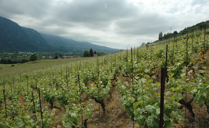 Bonneville - le vignoble de la Côte d'Arve et la vallée de l'Arve - © M.CRIVELLARO