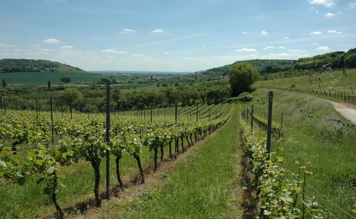 Bruley - Les vignes s'étalent sur les coteaux jusqu'au village de Pagney-derrière-Barine au loin -  © M.CRIVELLARO