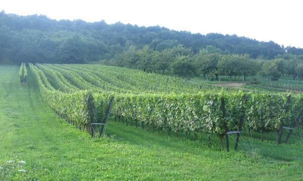 Côtes de Toul, Comme en Meuse, les mirabelliers côtoient la vigne. 
